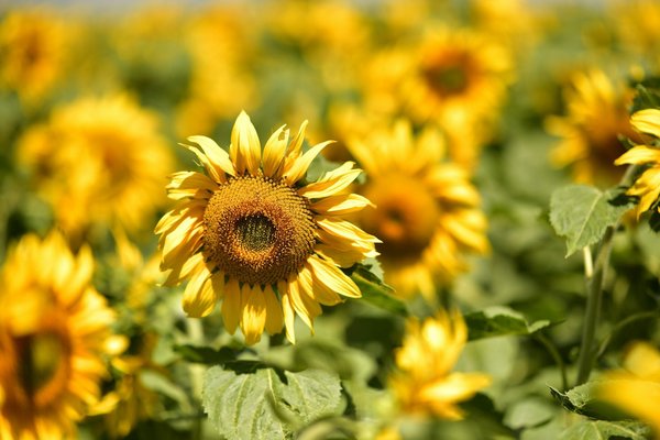 Voyage ecosse : découvrez les merveilles des îles écossaises